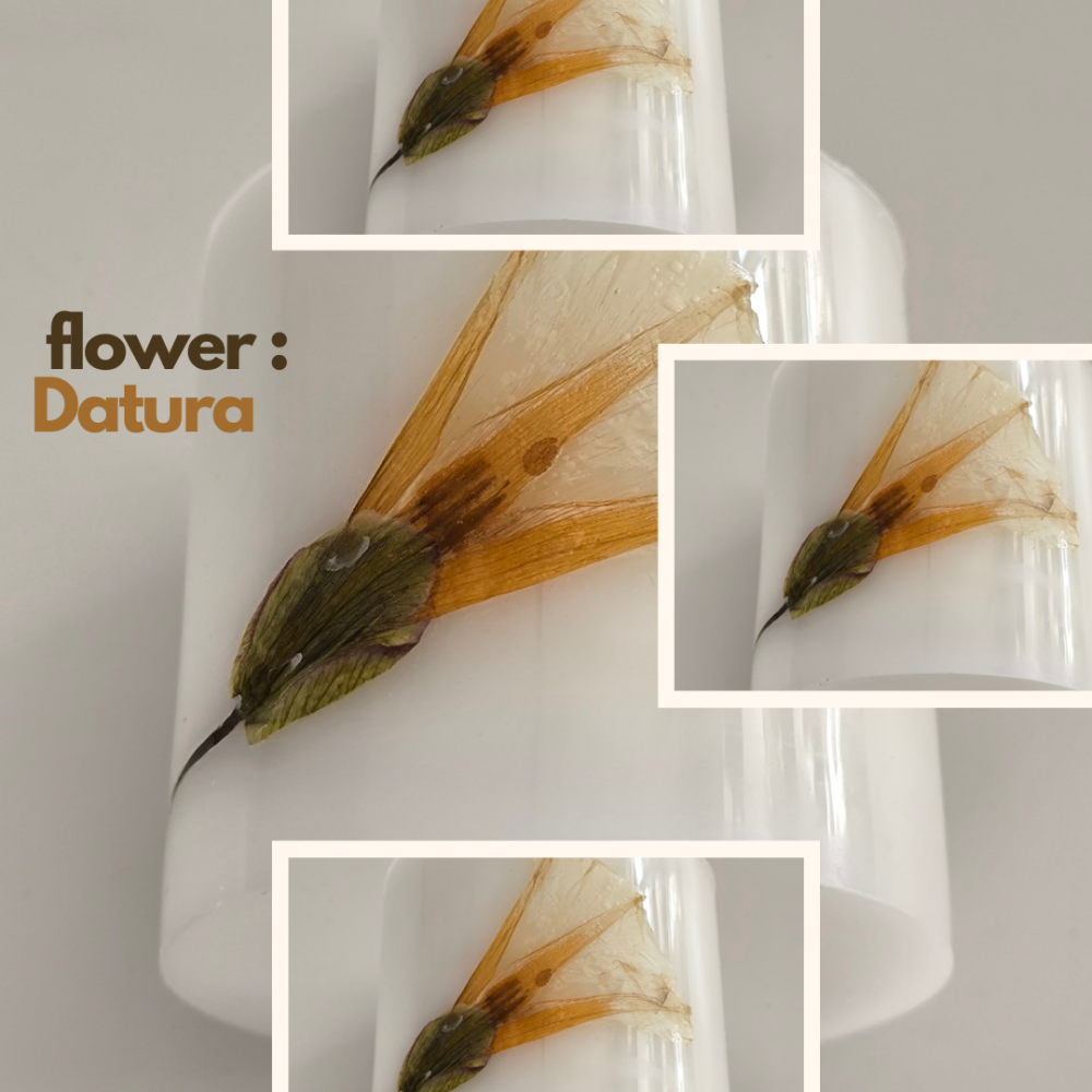SHEIDA/Botanical - Floral Sütun Mumları / Hediyelik Ahşap Kutu İçinde CocoSoy Mumu SHEIDA/Botanical - Floral Sütun Mumları / Hediyelik Ahşap Kutu İçinde CocoSoy Mumu